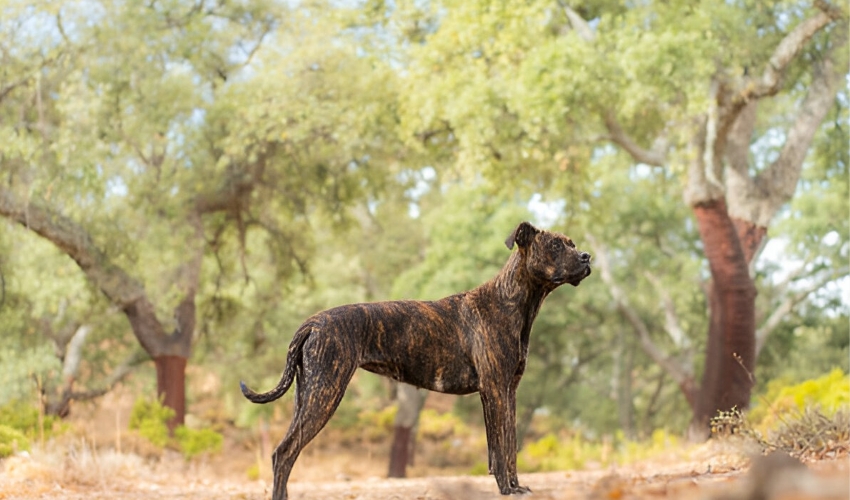 Discover the Distinctive Alano Español Breed Traits: What Sets This Spanish Breed Apart?